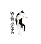 はちわれ猫のやまと（個別スタンプ：16）