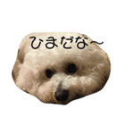 ゆきちゃん3（ビション・ブリーゼ）（個別スタンプ：8）