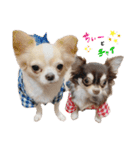ちぃーとチャイ。（個別スタンプ：1）