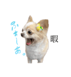 ちぃーとチャイ。（個別スタンプ：2）