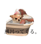 ちぃーとチャイ。（個別スタンプ：8）