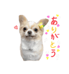 ちぃーとチャイ。（個別スタンプ：10）