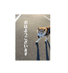 柴犬 サブロウさんとシロウちゃん 2（個別スタンプ：1）