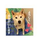 柴犬 サブロウさんとシロウちゃん 2（個別スタンプ：2）