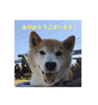 柴犬 サブロウさんとシロウちゃん 2（個別スタンプ：3）