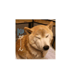 柴犬 サブロウさんとシロウちゃん 2（個別スタンプ：5）