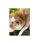 柴犬 サブロウさんとシロウちゃん 2（個別スタンプ：6）