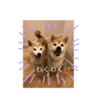 柴犬 サブロウさんとシロウちゃん 2（個別スタンプ：8）