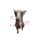 イタグレゆうちゃろう(♥ω♥*)（個別スタンプ：1）