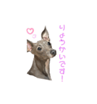 イタグレゆうちゃろう(♥ω♥*)（個別スタンプ：6）