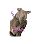 イタグレゆうちゃろう(♥ω♥*)（個別スタンプ：9）