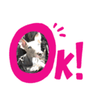 イタグレゆうちゃろう(♥ω♥*)（個別スタンプ：15）