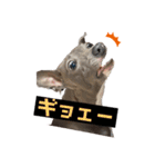 イタグレゆうちゃろう(♥ω♥*)（個別スタンプ：21）