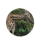 日常あいさつ（動物）（個別スタンプ：1）