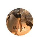 日常あいさつ（動物）（個別スタンプ：5）