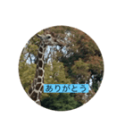 日常あいさつ（動物）（個別スタンプ：7）