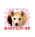 ちろるとくぅちゃん（個別スタンプ：3）
