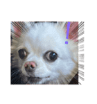 犬一匹（個別スタンプ：1）