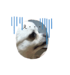 犬一匹（個別スタンプ：2）