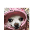 犬一匹（個別スタンプ：4）
