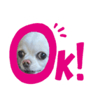犬一匹（個別スタンプ：8）