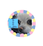 犬一匹（個別スタンプ：9）