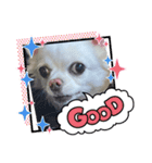 犬一匹（個別スタンプ：11）