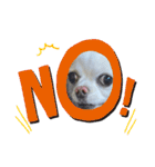 犬一匹（個別スタンプ：12）