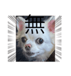 犬一匹（個別スタンプ：14）