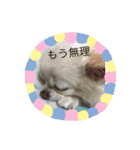 犬一匹（個別スタンプ：15）