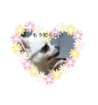 犬一匹（個別スタンプ：16）