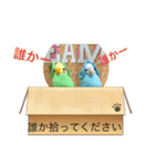 インコスタンプ第2号（個別スタンプ：2）