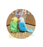 インコスタンプ第2号（個別スタンプ：7）