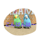 インコスタンプ第2号（個別スタンプ：11）