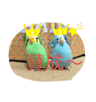 インコスタンプ第2号（個別スタンプ：13）