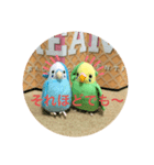 インコスタンプ第2号（個別スタンプ：17）