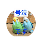 インコスタンプ第2号（個別スタンプ：18）