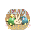 インコスタンプ第2号（個別スタンプ：19）