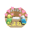 インコスタンプ第2号（個別スタンプ：23）