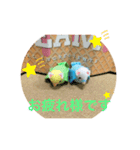 インコスタンプ第2号（個別スタンプ：24）