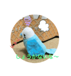 インコスタンプ第2号（個別スタンプ：25）