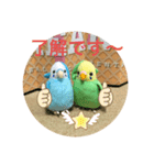 インコスタンプ第2号（個別スタンプ：26）
