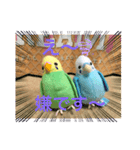インコスタンプ第2号（個別スタンプ：27）