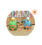 インコスタンプ第2号（個別スタンプ：30）