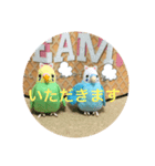 インコスタンプ第2号（個別スタンプ：31）