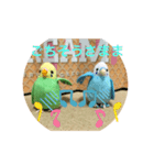 インコスタンプ第2号（個別スタンプ：34）