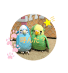 インコスタンプ第2号（個別スタンプ：36）