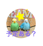 インコスタンプ第2号（個別スタンプ：37）