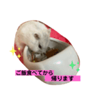 ふうちゃんスタンプ第二弾（個別スタンプ：1）