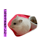 ふうちゃんスタンプ第二弾（個別スタンプ：3）